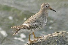 Rock Sandpiper